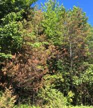 Figure 5.  Eastern white pine with severe damage from pine leaf adelgid, T6 R13 WELS, Maine. (Maine Forest Service Photo)
