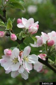 apple flowers