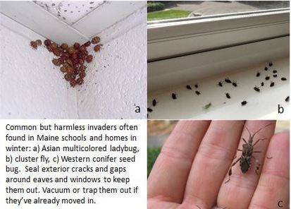 insects commonly overwintering in Maine buildings