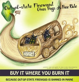Out of State firewood gives bugs a free ride picture