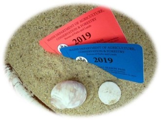Annual Park passes displayed in sand with seashells.