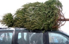 Dispose of Christmas trees at the Drop-off Station