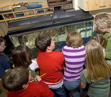 Salmon in the classroom