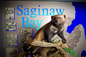 Wolverine on display