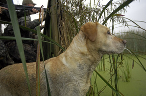 Dog ready to retrieve waterfowl