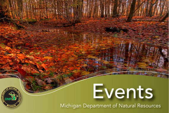 Autumn leaves in a pond