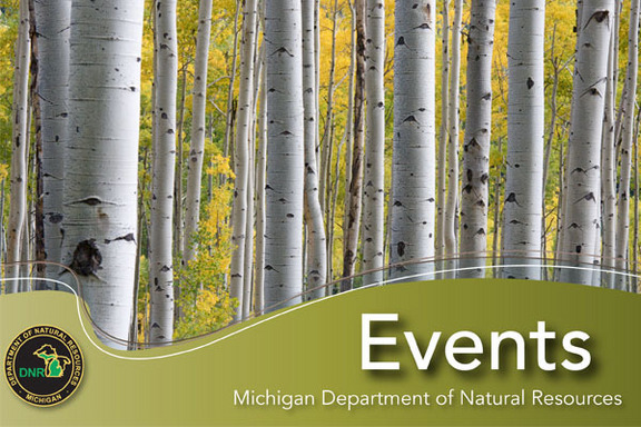 Birch trees