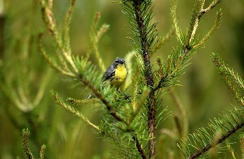 male Kirtland’s warbler, Dendroica kirtlandii, singing in jack pine habitat.