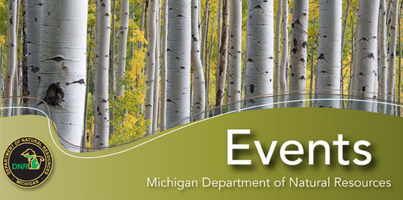 birch trees in autumn