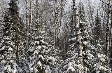 small winter trees