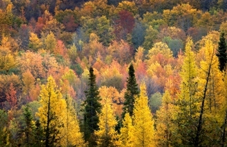 Fall view of a Michigan forest