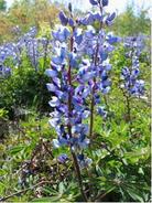 wild lupine