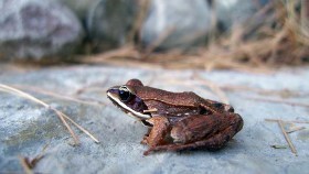 wood frog