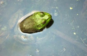 bullfrog