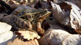 leopard frog