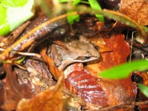 Wood frogs use vernal pools to lay their eggs