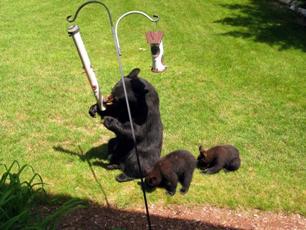 bear and cubs eating from bird feeder