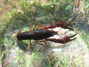 Red swamp crayfish