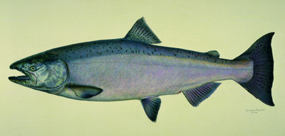 Chinook salmon