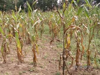 Dansville SGA food plot
