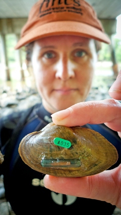 A Central Michigan University researcher holds a mussel from the Grand River.