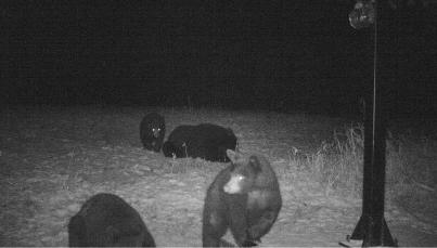 A trail camera photo provided to the DNR by witnesses shows a bear sow and three cubs seen in the vicinity of the Manistee County poaching incident.