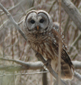 Barred owl