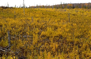 Aspen, like this 1-year-old stand, begins regenerating almost immediately after being cut.
