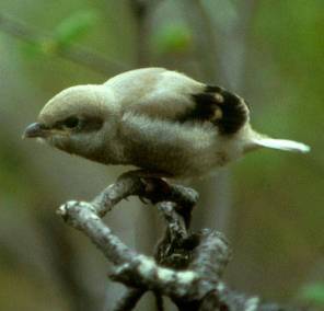 northern shrike