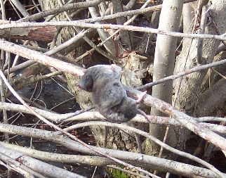 vole in shrub