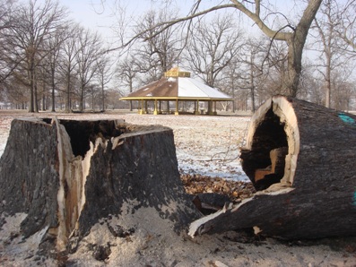 DNR staff (trained in hazardous-tree inspection and removal) is at work on Belle Isle to make the park safer for visitors and staff and to protect the health of remaining trees.