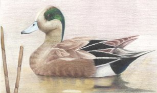 2013 junior duck stamp winner