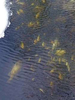 Fish kills are a common sight throughout the state following extreme winter conditions.