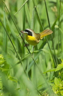common yellowthroat