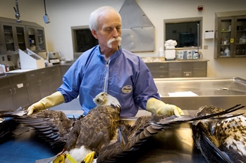 DNR pathologist Tom Cooley examines an eagle carcass at the DNR Wildlife Disease Lab.