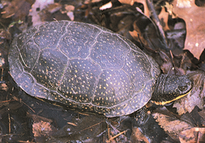 Blanding's turtle
