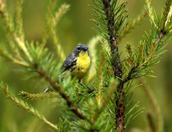 Kirtland's warbler in jack pine tree