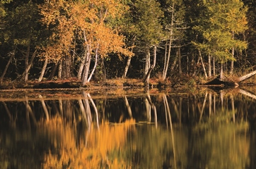 Trees near the water