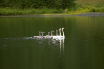 trumpeter swan (credit Steve Hillebrand)