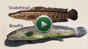 Snakehead fish identification video