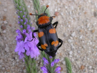 American burying beetle (credit Doug Backland)