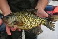 Crappie, available fish species on Lake Otsego