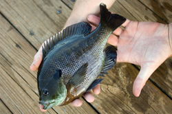 Close-up of bluegill being held by person
