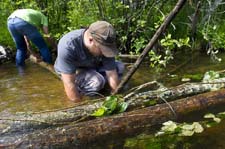 Members of the Upper Black River Council help place structure to improve trout habitat on the upper Black River in the northeastern Lower Peninsula.