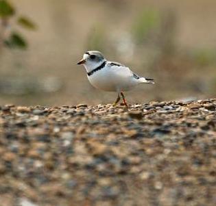 piping plover
