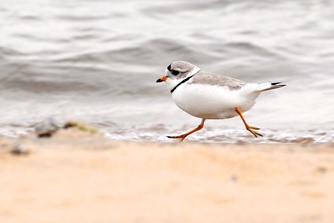 Piping plover