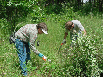 Volunteers pull invasive species