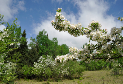 Siberian crabapple trees