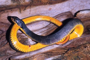 copperbelly water snake