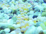 fish eggs